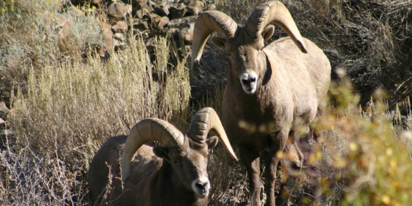 Nevada Big Horn Sheep