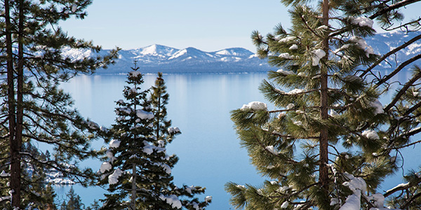Lake Tahoe Trees Winter