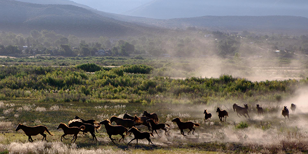 Nevada Wild Horses Nevada Wild Horses